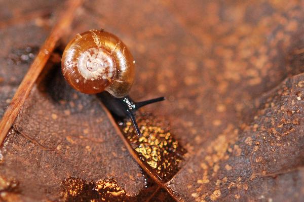 Photo of Aegopinella nitidula by <a href="http://www.mollus.ca/">Robert  Forsyth</a>